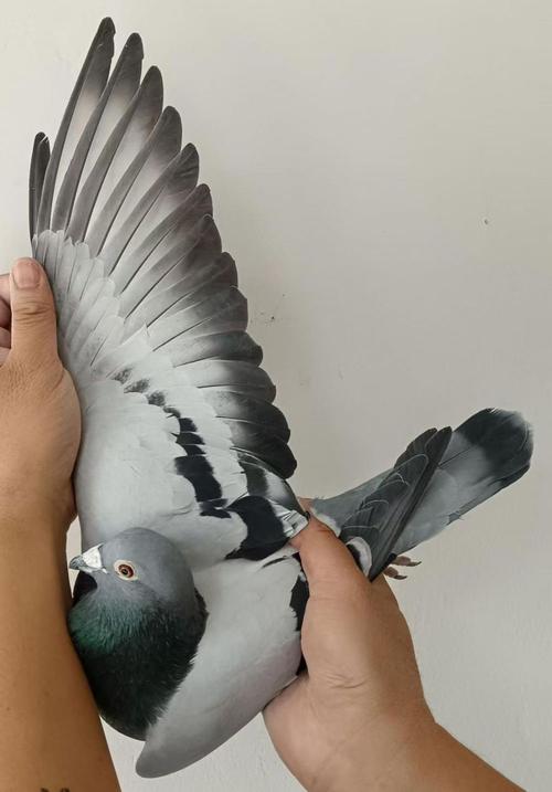 河北品質國際貨運價格實惠河北國際貨運代理有限公司