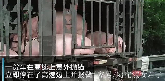 高速生豬貨運高速生豬貨運價格查詢